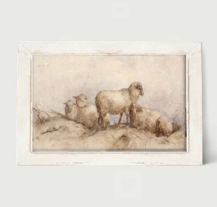 Peaceful sheep