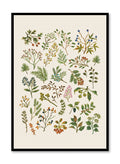 Pressed Botanical Study, Poster