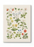 Pressed Flower Study, Canvas