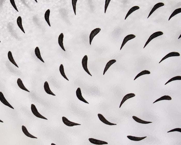Ulrica Hydman Kosta Boda “Tulipa” Glass Plate