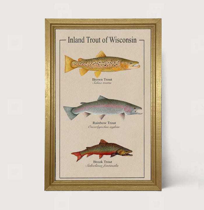 Wisconsin Trout