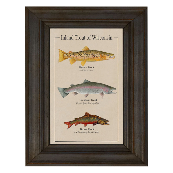 Wisconsin Trout