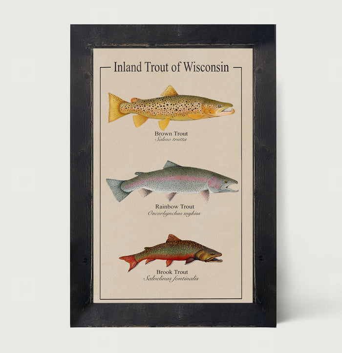 Wisconsin Trout